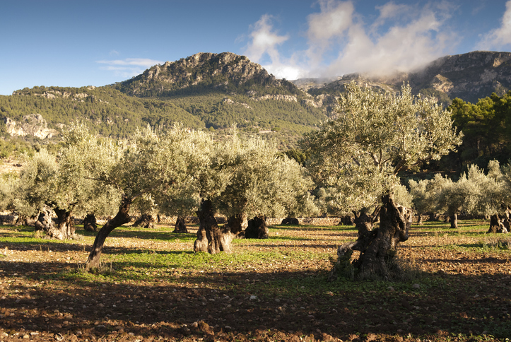 Olivenbäume in einer weitläufigen Plantage mit Blick auf das Tramuntana-Gebirge auf Mallorca
