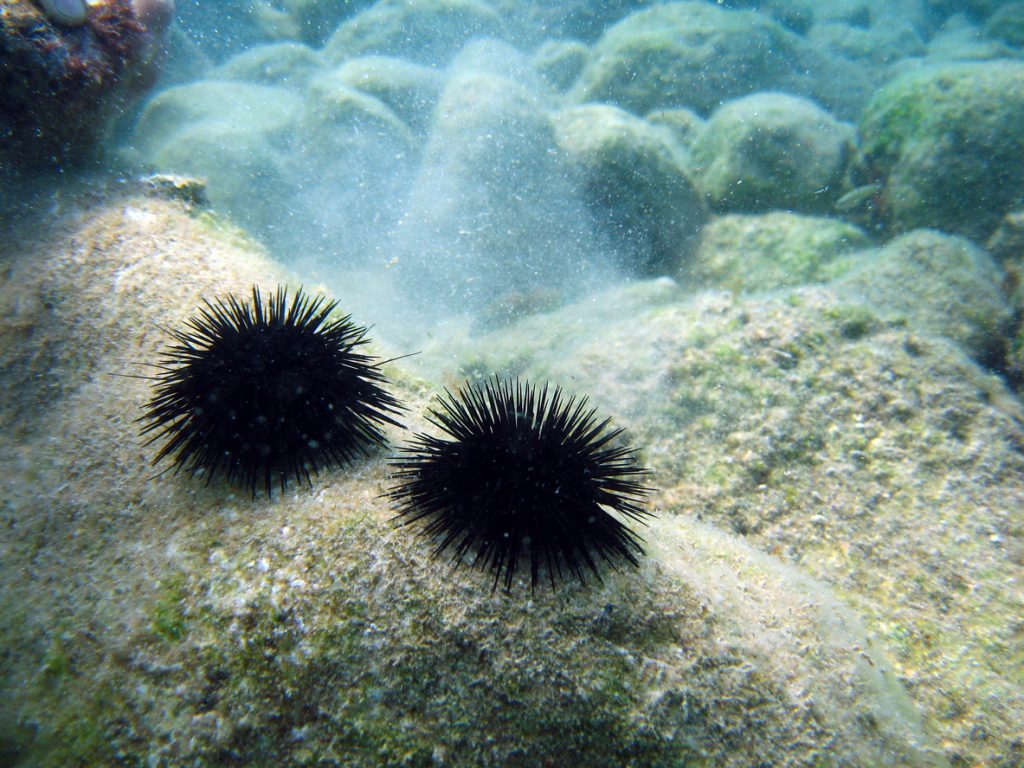 Schwarze Seeigel auf felsigem Untergrund unter Wasser – typisch für flache Küstenzonen Mallorcas