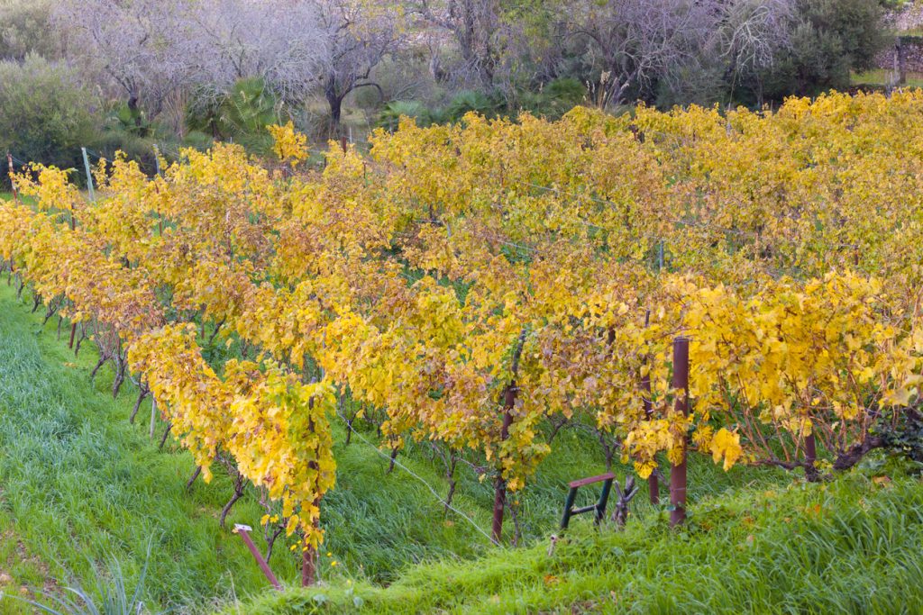 Weinberg in Banyalbufar mit gelb verfärbten Reben im Herbst, umgeben von Bäumen und Natur