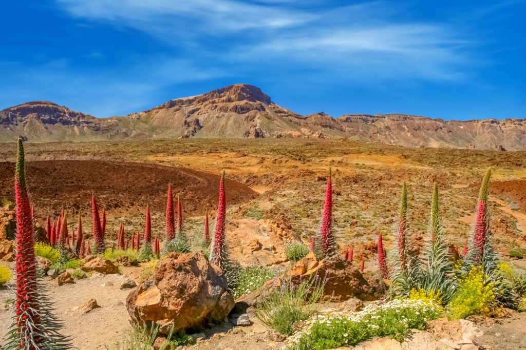 Rote Tajinaste-Blüten im Teide-Nationalpark auf Teneriffa mit vulkanischer Landschaft im Hintergrund.