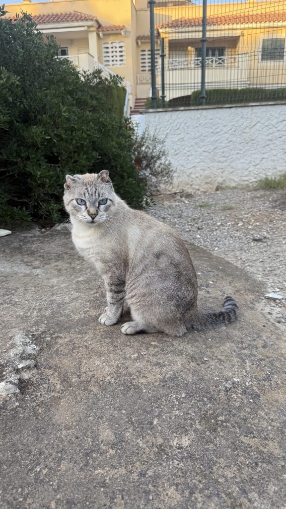 Hellgrau getigerte Straßenkatze mit blauen Augen sitzt auf einem Felsen vor Sträuchern und hellen Häusern in Cales de Mallorca.