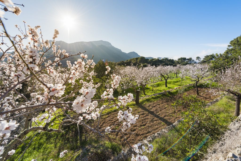 Heller Obstgarten mit weißen Mandelblüten und Bergen im Hintergrund.