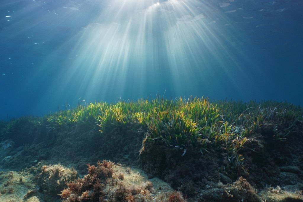 Unterwasserbild einer Posidonia-Wiese. Sonnenstrahlen fallen ins blaue Wasser.