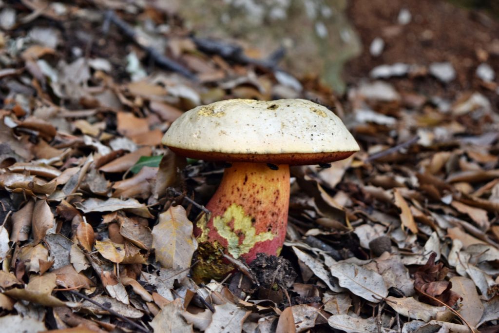 Boletus satanas mit hellem Hut und rotem Stiel zwischen trockenem Laub.