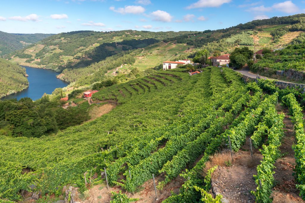 Panorama terrassierter Weinberge über dem Fluss Minho in der Ribeira Sacra, Provinz Lugo, mit verstreuten Bodegas unter blauem Himmel.