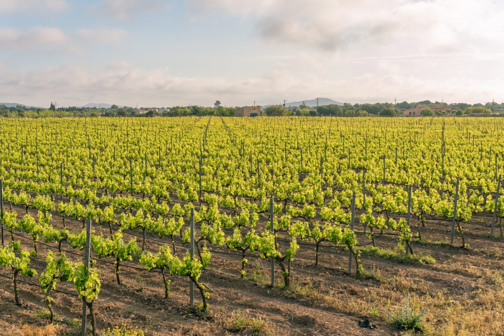 Reihen junger Rebstöcke auf braunem Boden unter leicht bewölktem Himmel nahe Porreres.