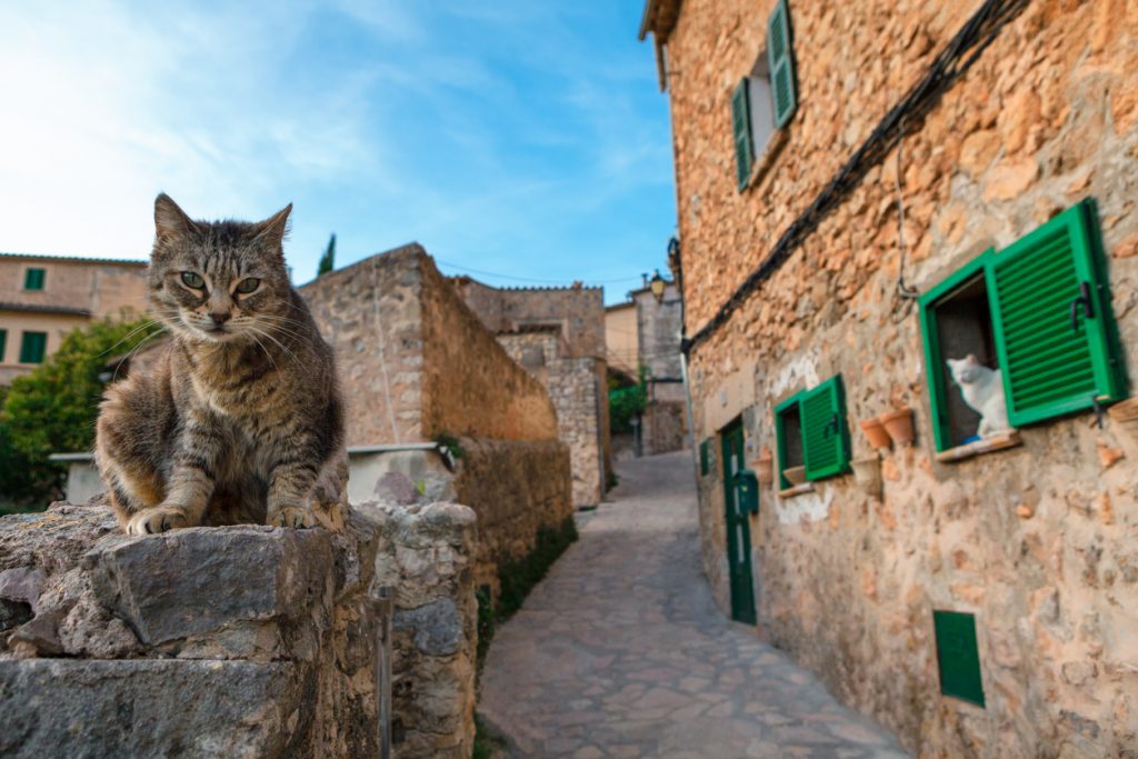 Getigerte Katze auf Steinmauer, weiße Katze im Fenster mit grünen Läden.