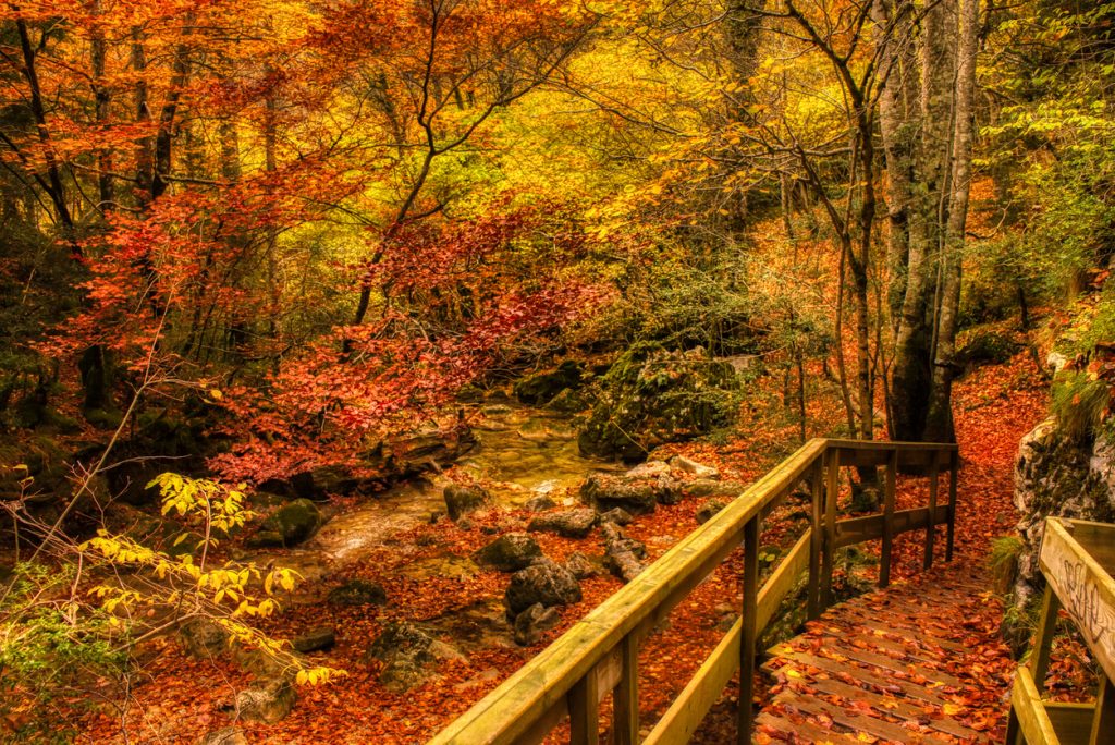 Ein hölzerner Steg führt durch einen herbstlich glühenden Buchenwald mit Bachbett in der Selva de Irati, Navarra.