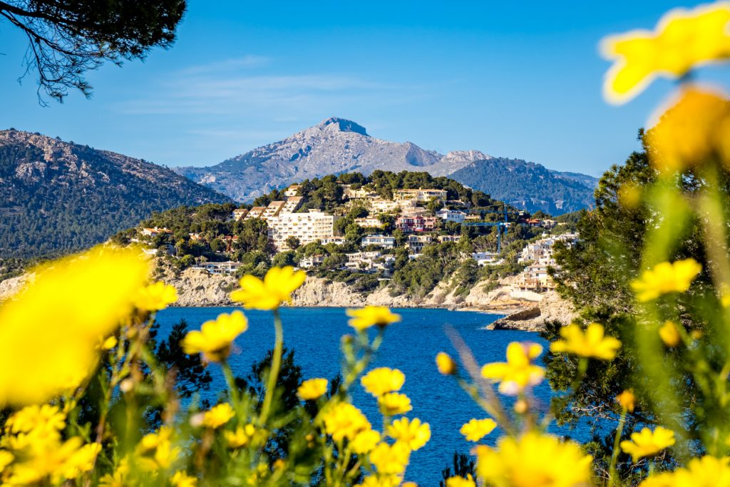 Gelbe Blumen vor einer Bucht, Siedlung auf Hügeln und der Puig de Galatzó im Hintergrund.