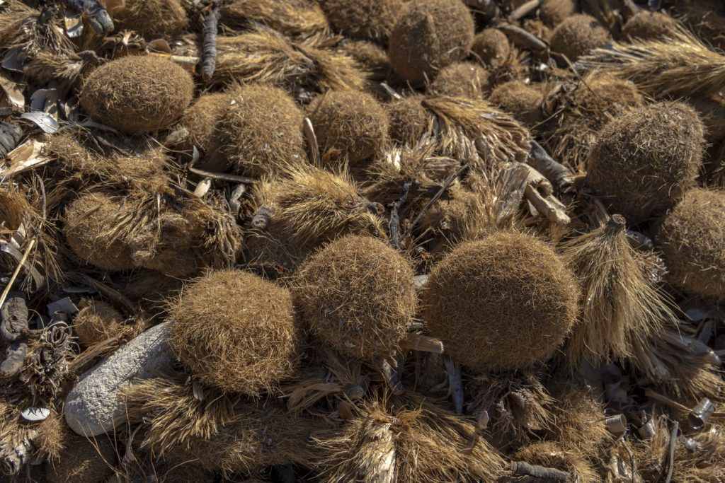 Viele braune, runde Posidonia-Ballen auf angeschwemmtem Treibgut.