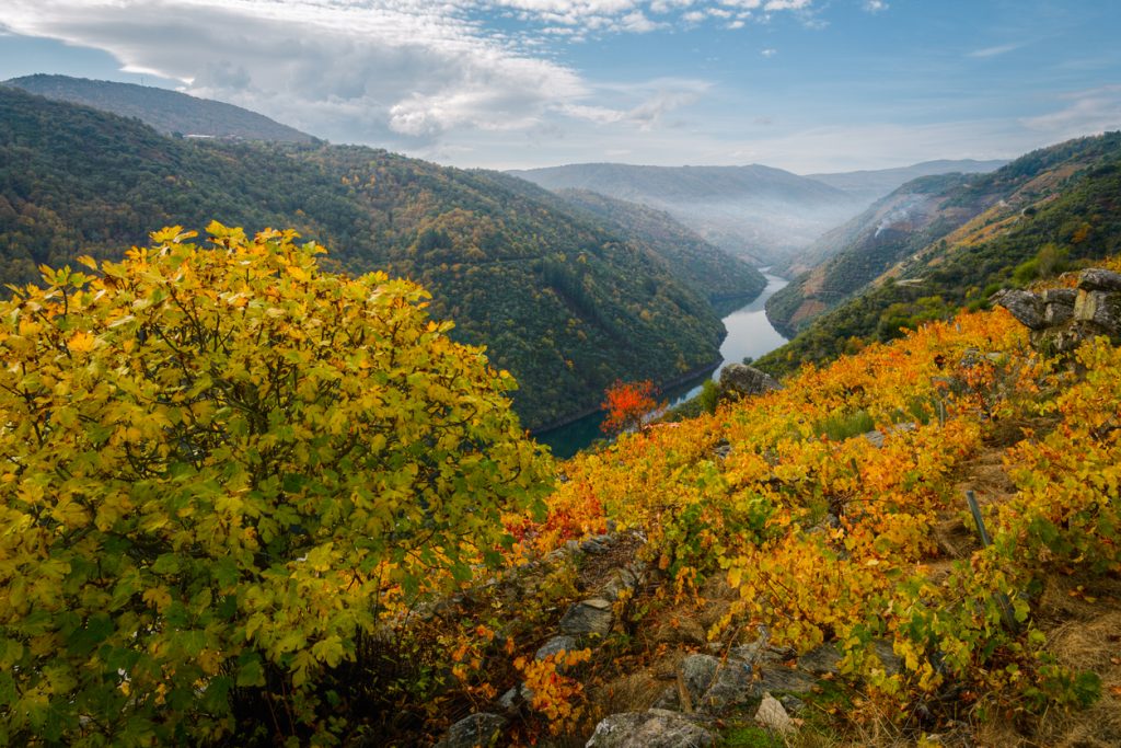 Blick von einem Hang mit gelb-orangen Weinreben auf eine tiefe Flussschlucht der Ribeira Sacra mit Nebelschleier und Hügeln.