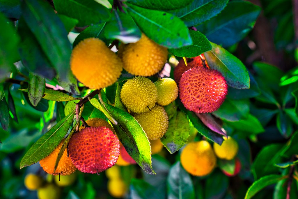Rote und gelbe, genoppte Früchte des Erdbeerbaums zwischen glänzend grünen Blättern.