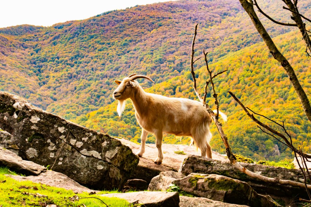Hellbraune Wildziege mit Hörnern steht auf Felsen vor bunt bewaldeten Hängen der Selva de Irati