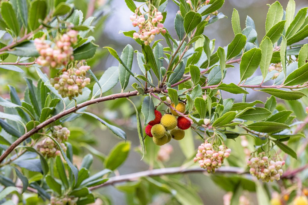 Nahaufnahme eines Erdbeerbaum-Zweigs mit weiß-rosa Blüten und kugeligen Früchten von Gelb bis Rot.