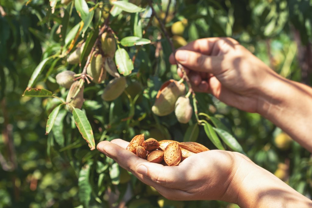 Hände halten geöffnete Mandeln, während am Baum weitere Früchte hängen.