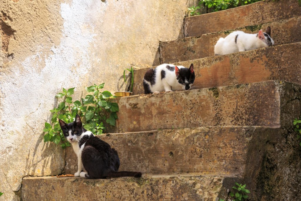 Drei schwarz-weiße Katzen sitzen und liegen auf verwitterten Steinstufen.