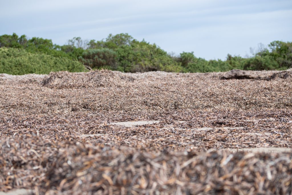 Braune Seegras-Teppiche bedecken den Strand, hinten grüne Büsche.