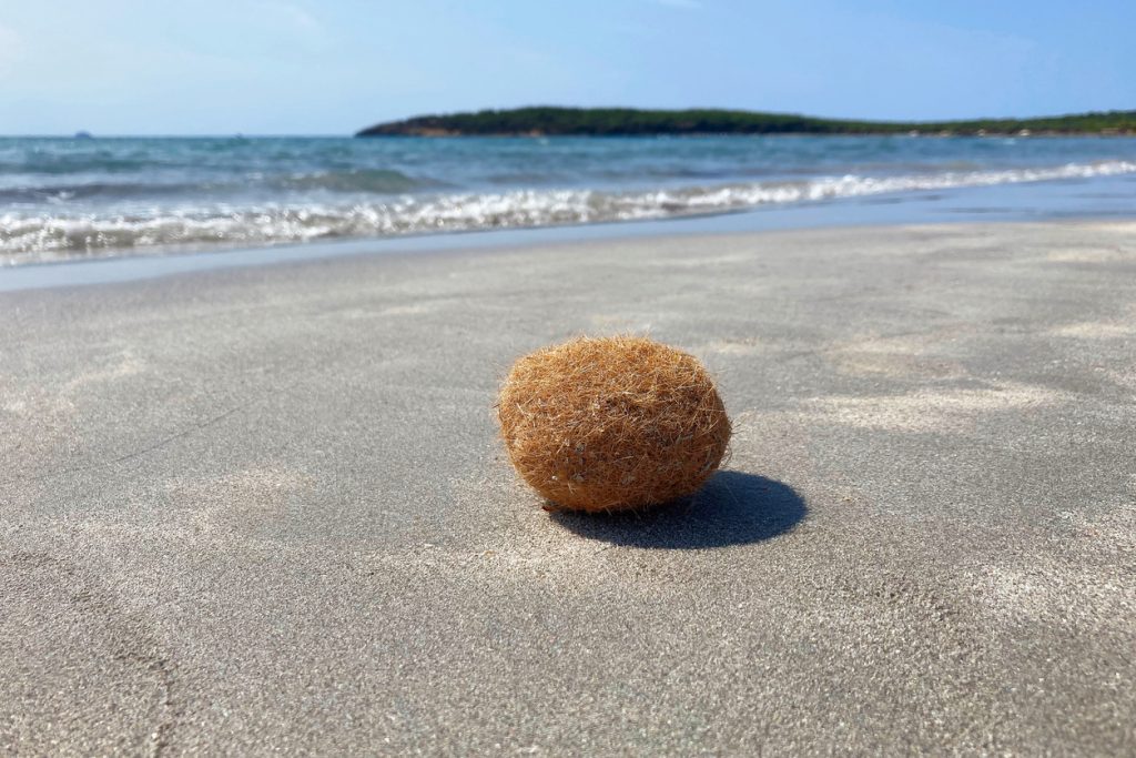 Runder Posidonia-Seegrasball auf nassem Sand. Meer und Insel im Hintergrund