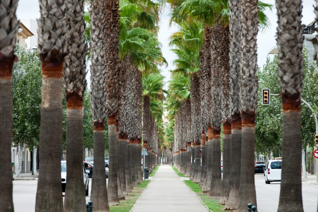 Symmetrische Palmenallee mit geradem Gehweg in der Mitte und Fahrbahnen links und rechts in Manacor.