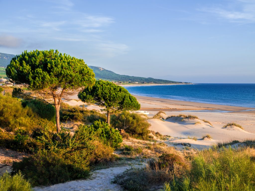 Weitläufiger Strand von Bolonia mit goldenen Dünen, Pinien im Vordergrund und tiefblauem Atlantik im warmen Abendlicht.