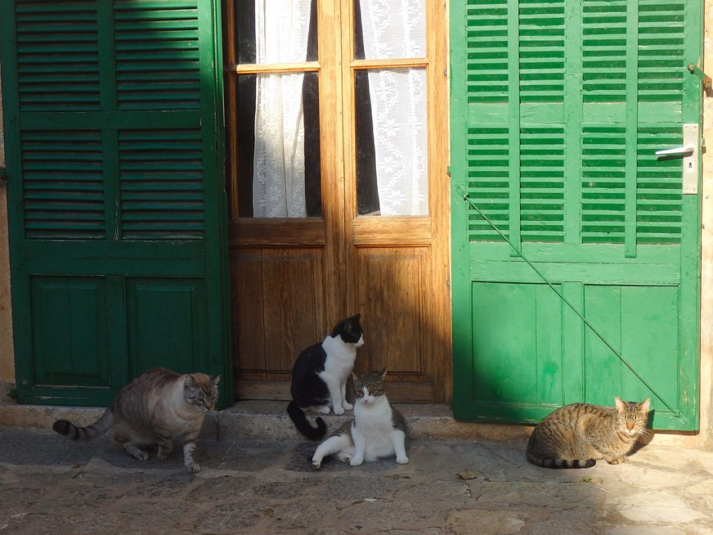 Vier Katzen sitzen vor grünen Fensterläden in der Sonne.