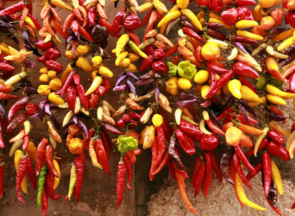 Bunte Stränge aus getrockneten Paprika- und Chilischoten hängen dicht nebeneinander an einer Wand.