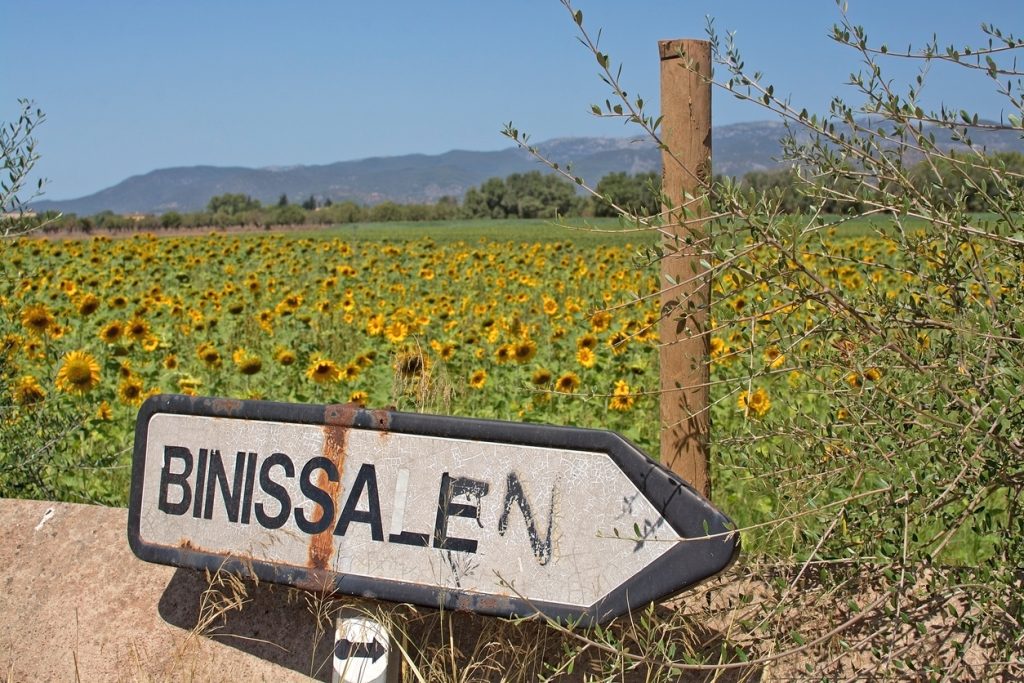 Rostiges Richtungsschild „BINISSALEM“ vor einem weiten Sonnenblumenfeld und fernen Tramuntana-Hügeln.