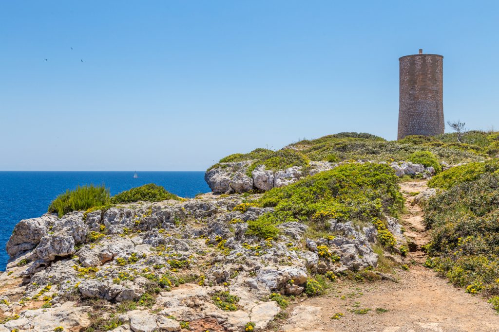 Runder historischer Wachturm steht auf einer felsigen, mit Macchia und gelben Blüten bewachsenen Küstenklippe über dem Meer bei Porto Cristo.