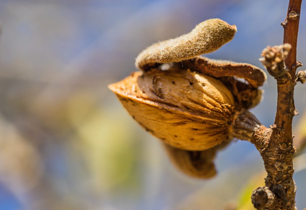 Nahaufnahme einer trockenen Mandelschale mit sichtbarem Kern.