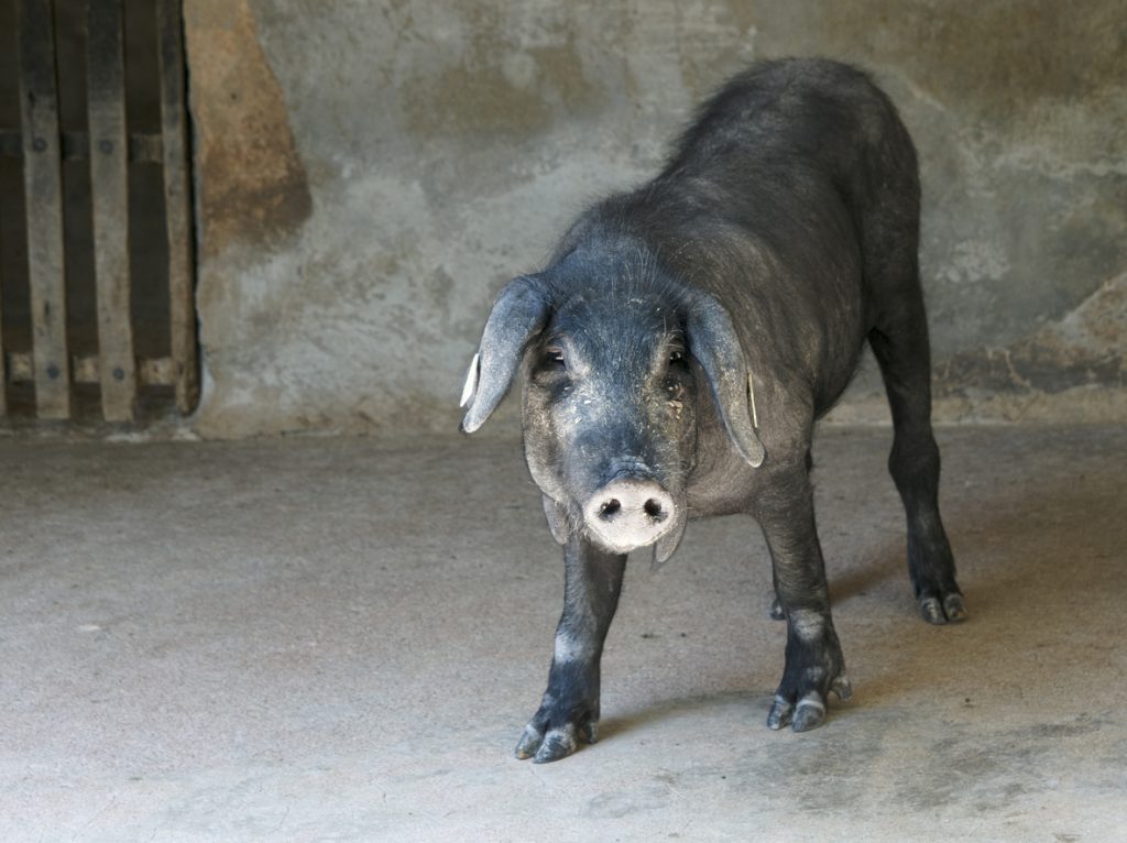 Schwarzes Schwein mit langen Ohren steht in einer offenen Box.