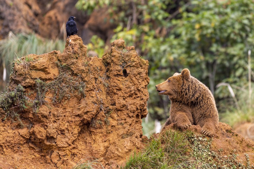Ein junger Braunbär sitzt auf einem rötlichen Felsen und blickt zu einer Krähe auf einem Felszacken im Naturpark Cabárceno.