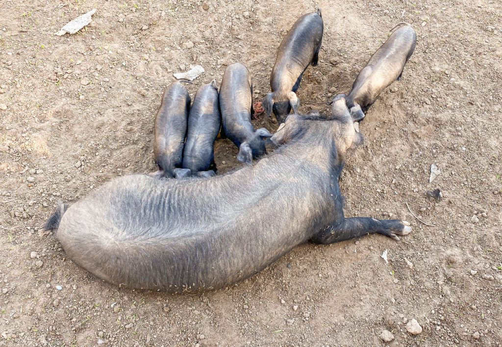Mehrere Ferkel trinken bei einer liegenden schwarzen Sau auf trockenem Boden.