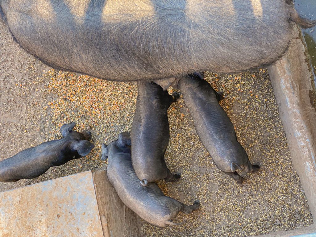 Von oben gesehene Ferkel trinken und fressen neben der Sau zwischen Körnern.