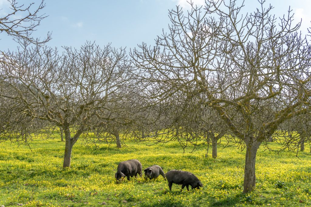 Schwarze Schweine grasen unter kargen Bäumen auf einer Wiese voller gelber Blüten.