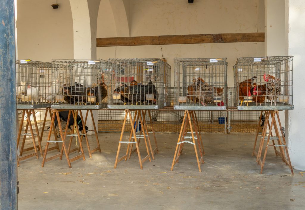 Hühner und Hähne sitzen in Drahtkäfigen auf Holzböcken.