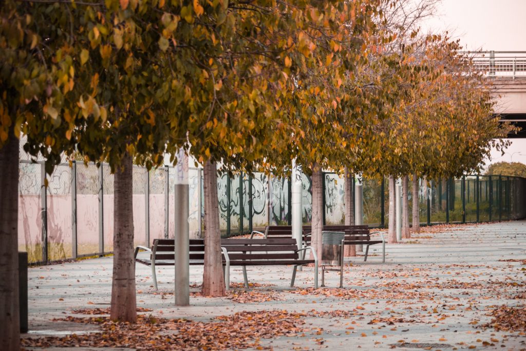 Baumallee mit gelben Blättern, Bänken und fallendem Laub.