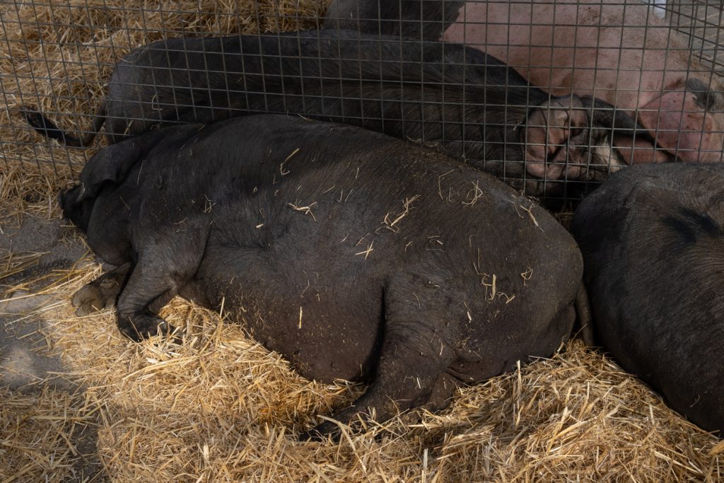 Mehrere schwarze Schweine ruhen eng beieinander auf Stroh im Stall.