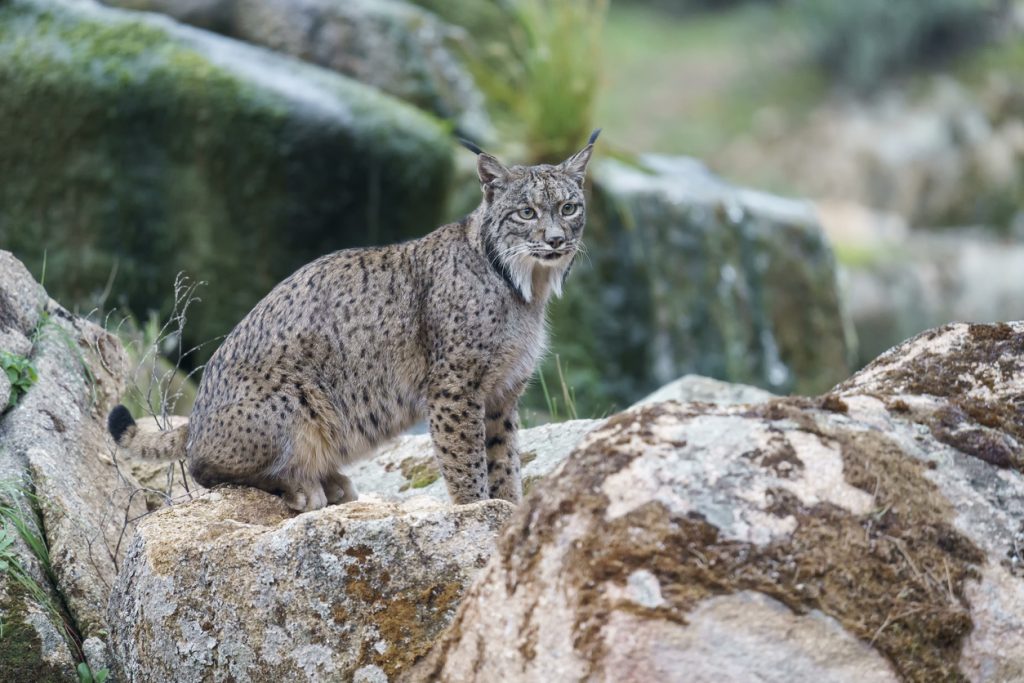 Iberischer Luchs sitzt auf Felsblöcken und blickt aufmerksam.