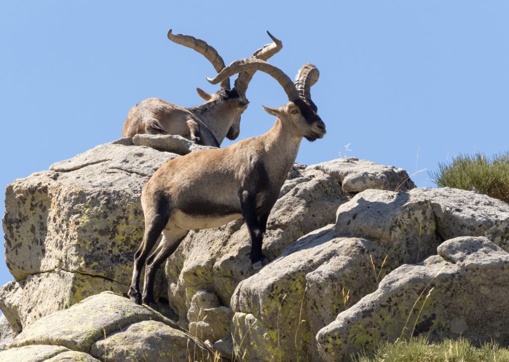 Zwei Iberische Steinböcke mit großen, gebogenen Hörnern stehen auf hellen Granitfelsen unter blauem Himmel.