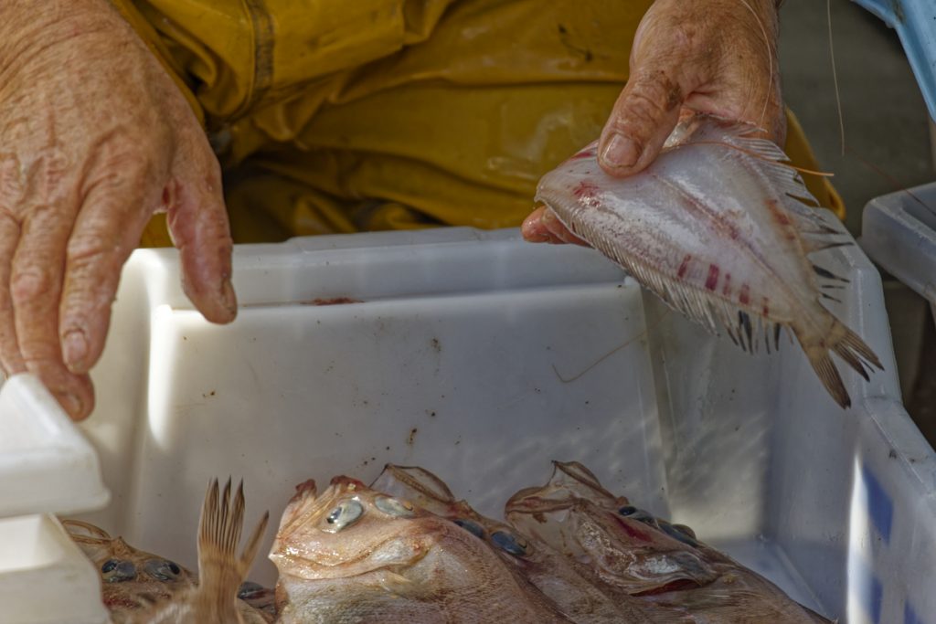 Ein Fischer sortiert silbrige Fische in weißen Kisten.