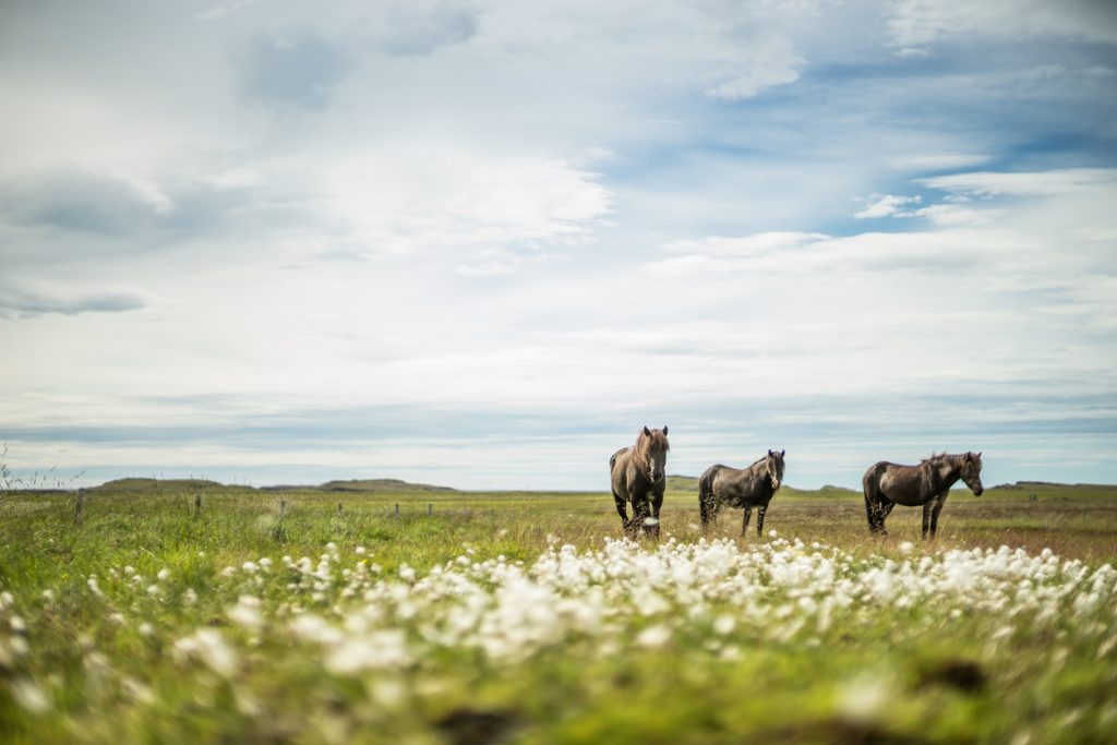 Drei Islandpferde stehen auf einer Wiese mit blühendem Wollgras unter hellem Himmel.