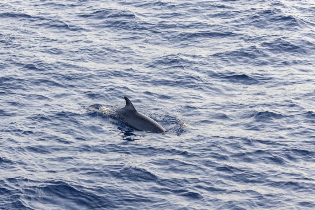 Ein Delfin gleitet an der Oberfläche und spritzt leichtes Wasser.