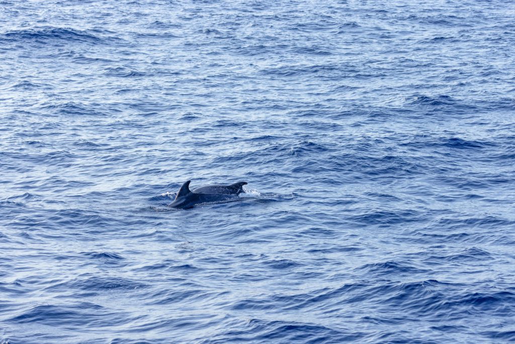Delfine brechen die Wasseroberfläche des Mittelmeers.