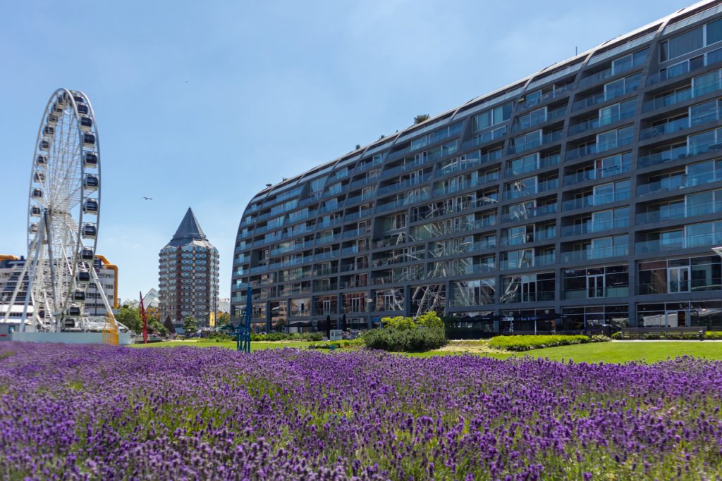 Lavendelfeld vor Glasfassaden, Riesenrad und dem markanten Potlood-Turm in Rotterdam.