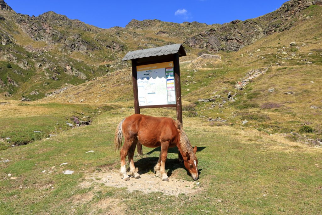 Ein braunes Pferd grast neben einer Infotafel vor kargen Pyrenäenhängen.