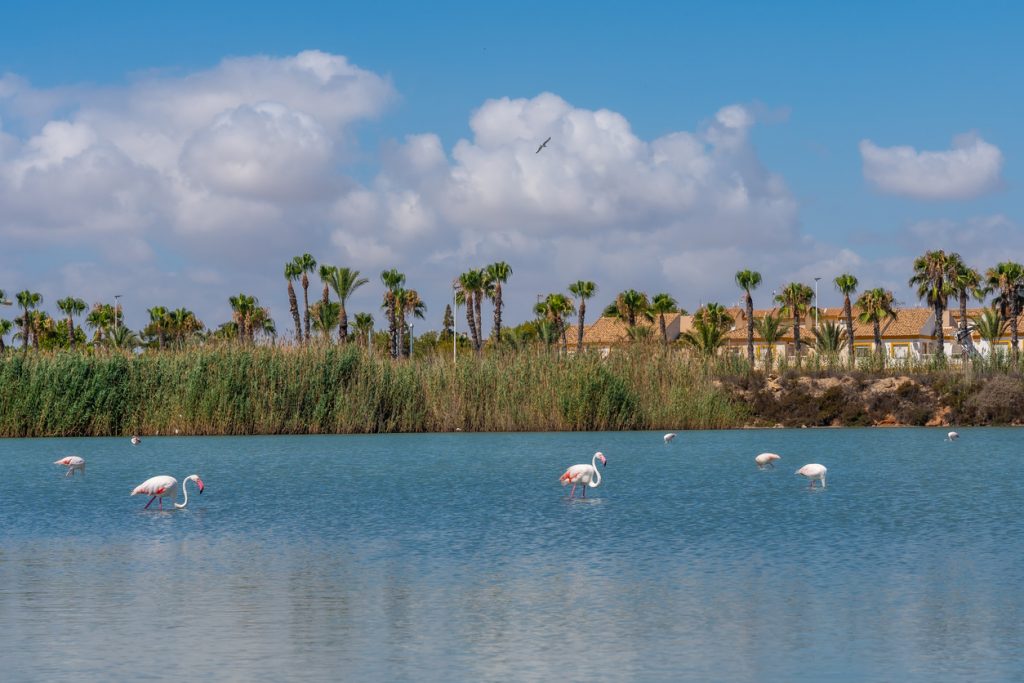 Mehrere Flamingos waten im flachen türkisblauen Wasser vor Schilf, Palmen und Häusern unter lockeren Wolken.