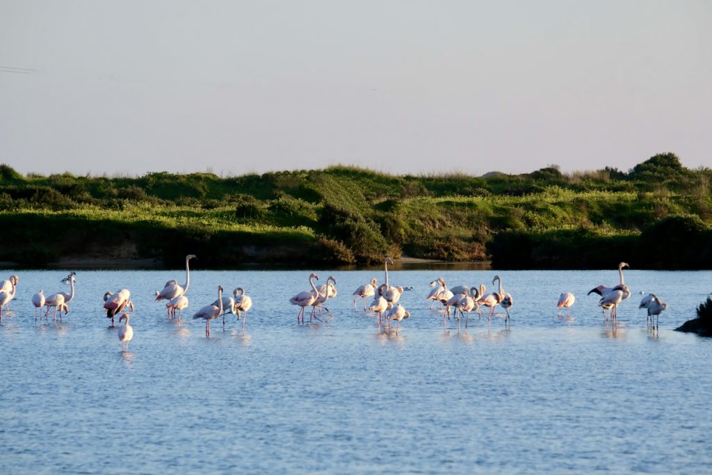 Eine Gruppe Flamingos steht im seichten Wasser der Ria Formosa.