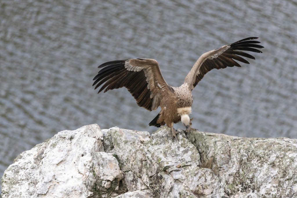 Ein Gänsegeier landet mit ausgebreiteten Flügeln auf hellem Fels über dem Wasser.