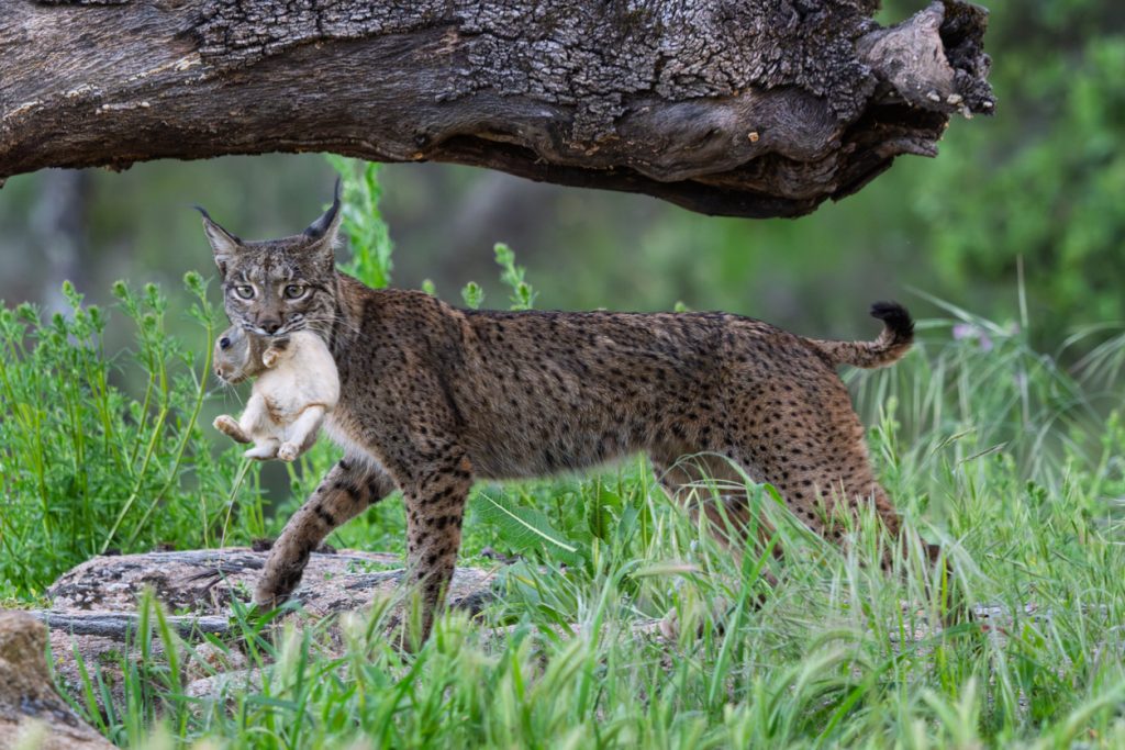 Iberischer Luchs trägt ein Kaninchen durch hohes Gras.
