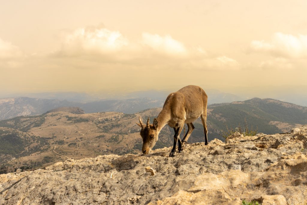 Iberischer Steinbock steht auf steinigem Grat mit Bergpanorama.